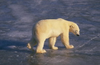 polar bear